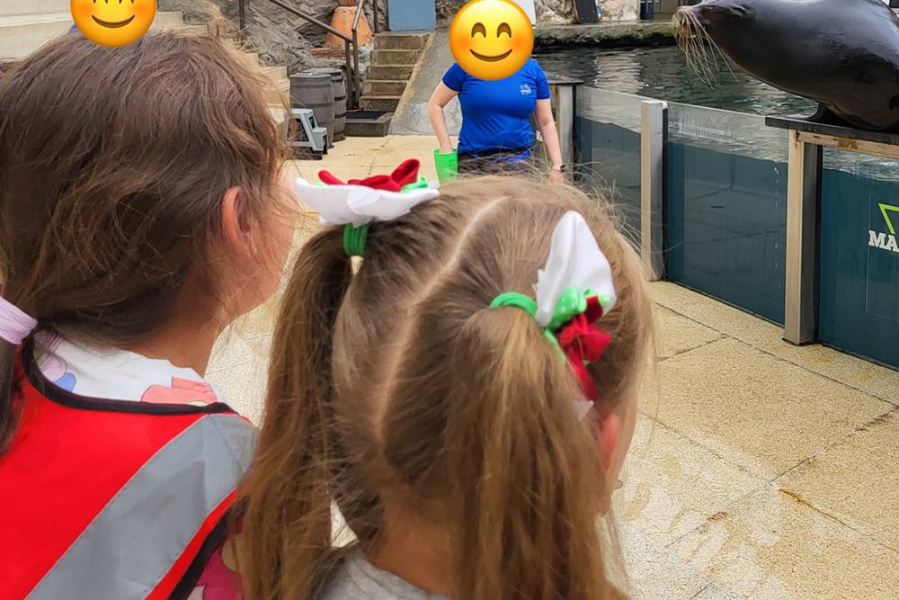 Children watching a seal on a field trip